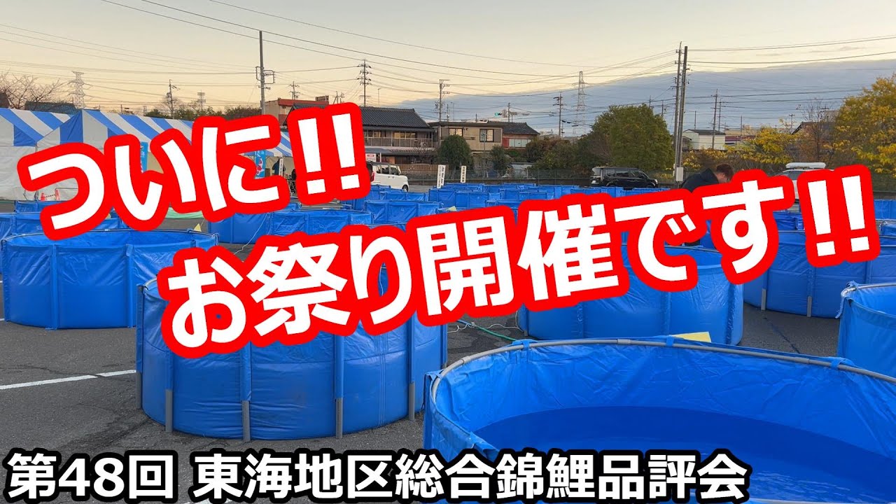 【金太郎錦鯉】待ちに待った東海地区最大のお祭り‼️  東海地区総合錦鯉品評会