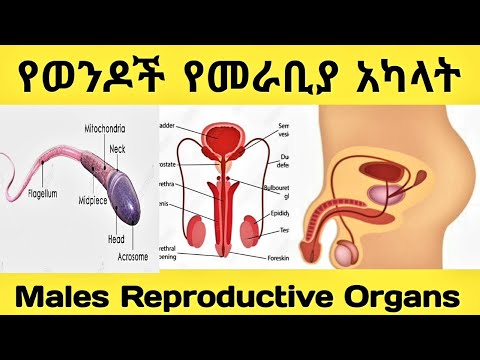 ቪዲዮ: ክሮሞዞም ያገኛሉ?