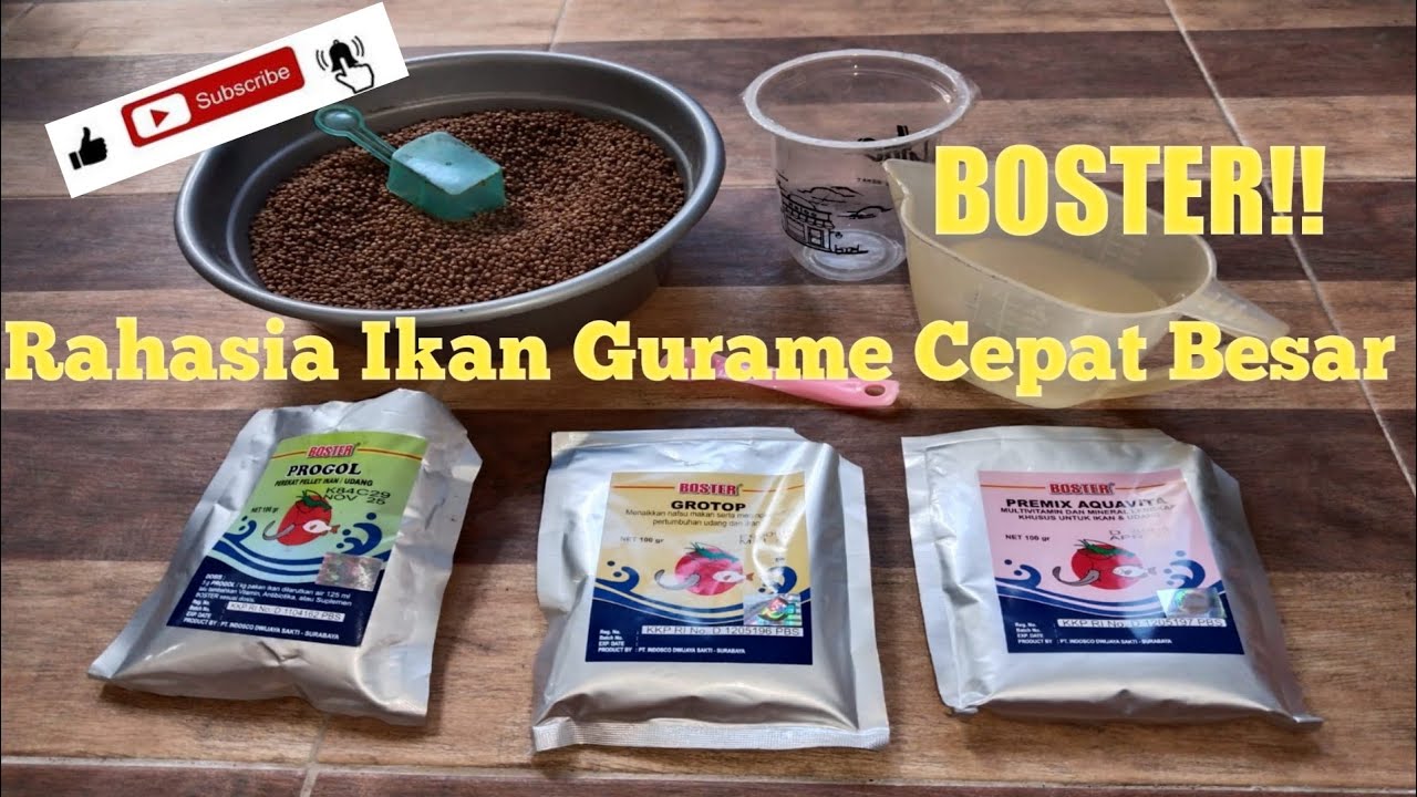 Rahasia ikan gurame cepat besar ||Boster pakan ikan gurame