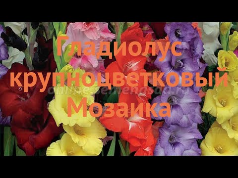 Video: Gladiolus Mozaika Müalicəsi: Gladiolus Bitkilərini Mozaika Virusu ilə Necə Müalicə Etmək olar