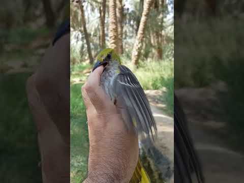 يبو عبدالله نزلنا وسط فيضه ويليها يالهويدي فيضتك ماهي بفيضه 