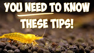 5 Essential Feeding Tips for A Better Shrimp Colony 🦐
