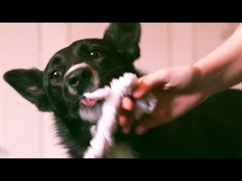 Чем занять собаку дома