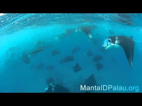 Palau manta rays huge aggregation