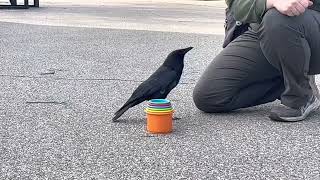 Crow stacking some cups