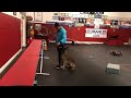 Box jumps with dog