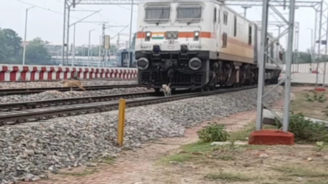 Live Animal Accident || Speedy train hits dog but dogs is not injulled ||  09133 BDTS GCT SPL || - YouTube