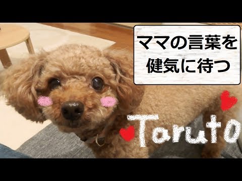 夜の9時を過ぎると・・・！？ママの言葉を健気に待つ　トイプードルのTaruto