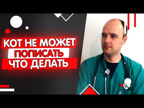 Видео: Мочеиспускание вне туалета и уход из дома в кошках