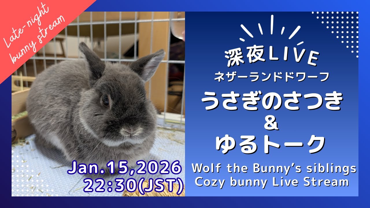 深夜LIVE】うさぎのまったり部屋んぽタイム｜静かな夜の癒し配信 2026