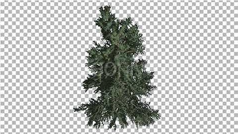 White Fir Branchy Christmas Tree Coniferous | Motion Graphics - Envato elements