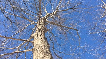 Maple Syruping from NH - Part 2