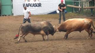 Artvin Kafkasör Boğa Güreşi Festivalinden Bozo Nun Güreşi Hay Maşallah .10 Temmuz 2016