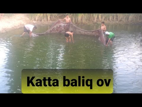 Katta BALIQ ovi