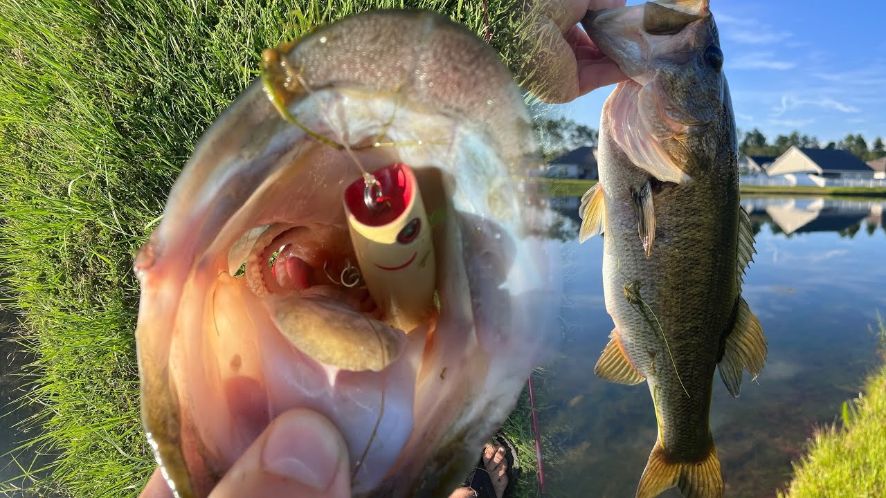 Early morning top water bass fishing!!! #fishing #bass #catchingfish #subscribe #fyp #shorts