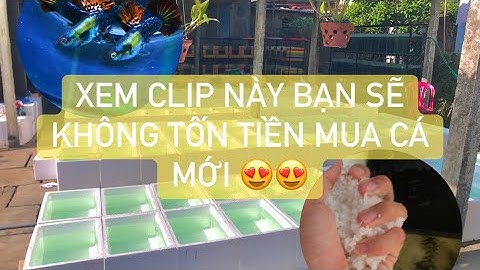 Bệnh thường gặp ở cá bảy màu || Cách trị bệnh túm lắc, nấm ở cá bảy màu khi ăn thức ăn bẩn !!