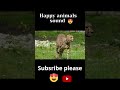 African Animals Sound Leon Hippopotamus Elephant Zebra L PART 1 Shorts Shortvideo 