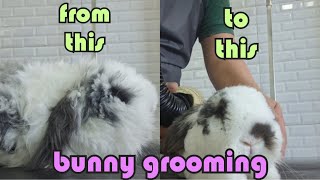 How to groom a long haired bunny|bunny grooming| #bunny #grooming by Groomers Archive 145 views 9 months ago 9 minutes, 42 seconds