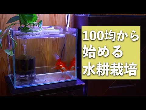 金魚水槽で水耕栽培 100均素材で手軽におしゃれ 大豆とイチゴも育てられる アクアリウム 熱帯魚 Youtube