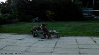 Fighting Fox Cubs by Goody Two Shoes 154 views 3 years ago 1 minute, 32 seconds