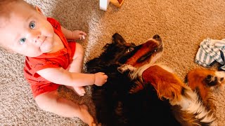 Teaching baby to be gentle with Bernese mountain dog by Benny Berner  8,469 views 1 year ago 1 minute, 25 seconds