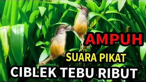 Suara pikat ciblek tebu ribut ampuh durasi panjang