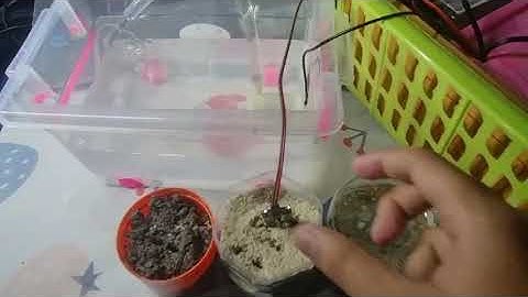 เครื่องรดน้ำต้นไม้อัตโนมัติด้วยพลังงานแสงอาทิตย์ 64