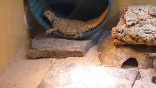 Elevages Lisard 2017 Uromastyx Ornata Behavioral Enrichment Crystal