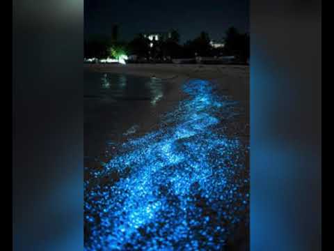 Светящаяся вода на Мальдивах — интересные факты