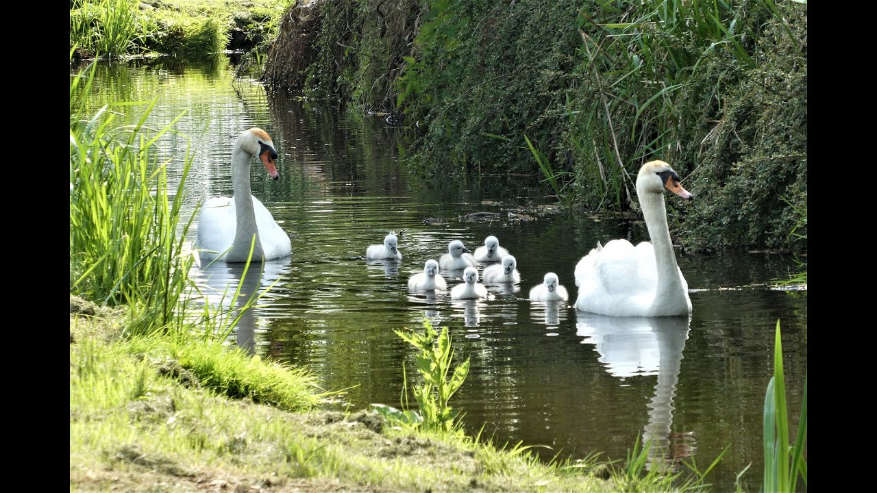 Радуюсь Появлению Птенцов Лебедей