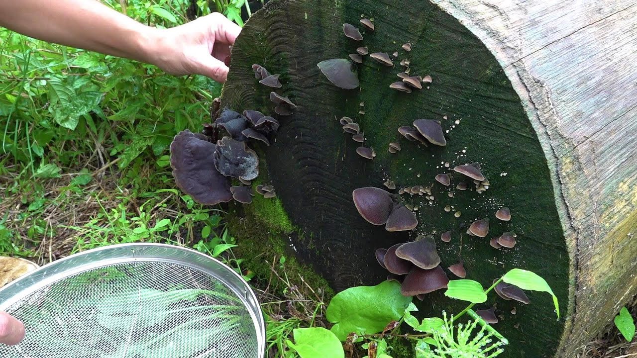 身近な食用きのこキクラゲ