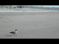 Sad seagull