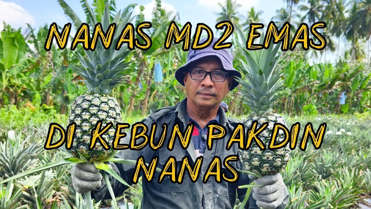 NANAS MD2 EMAS DI KEBUN PAKDIN NANAS SABAK BERNAM