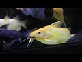 Synodontis nigrita gold, the most beautiful catfish