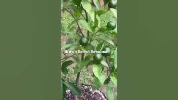 Thumbnail of Brown Select Satsuma #citrus #citrusfruit #citrustree