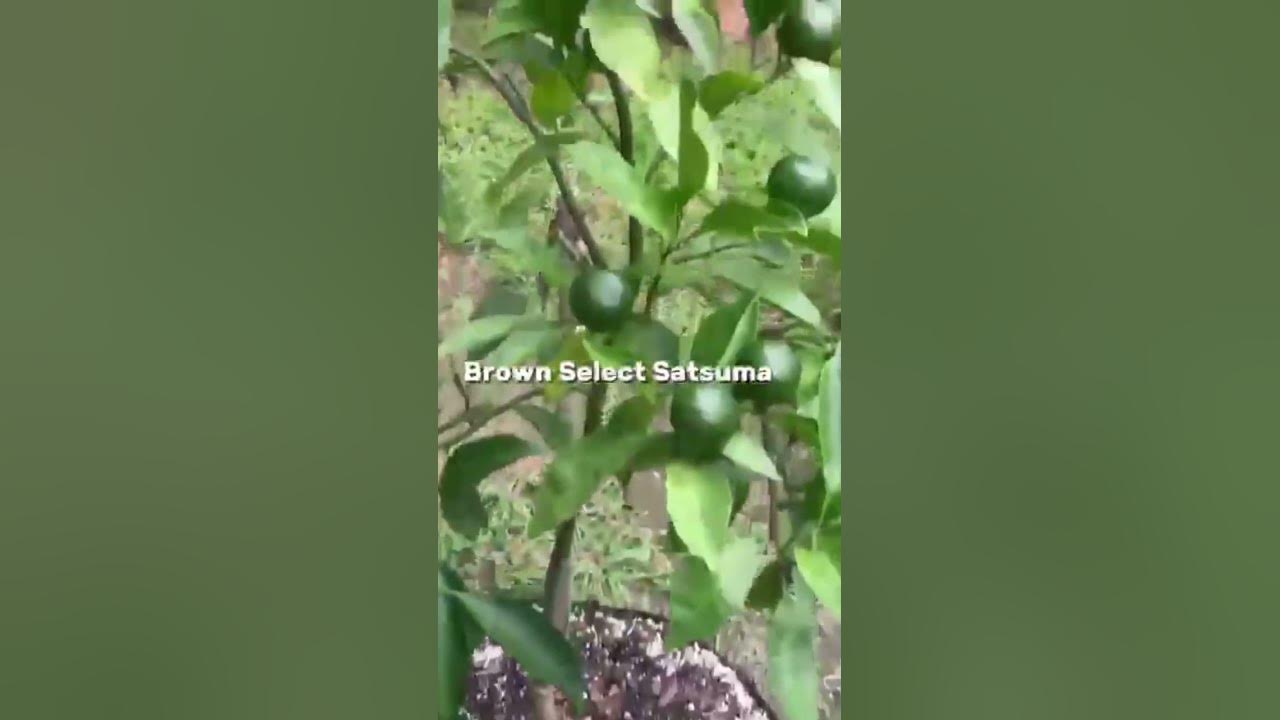 Brown Select Satsuma #citrus #citrusfruit #citrustree
