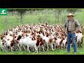 Thousands of Goats! The Reality of Large-Scale Farming