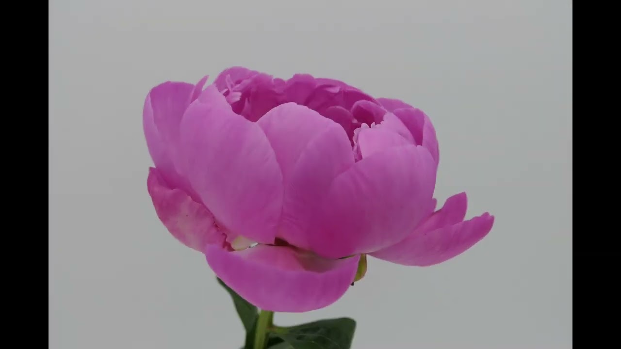 Alexander Fleming Peony: a bloom with character