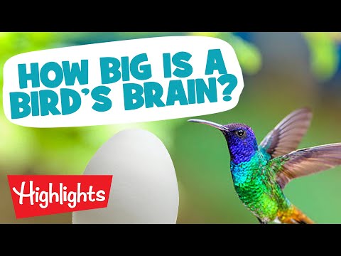 ⁣Brilliant Birds 2020 Compilation - Highlights Kids Show
