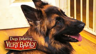 German Shepherd Marvel won't stop barking at the door