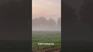 Pepe Polish Hunting Dog In East Westphalia