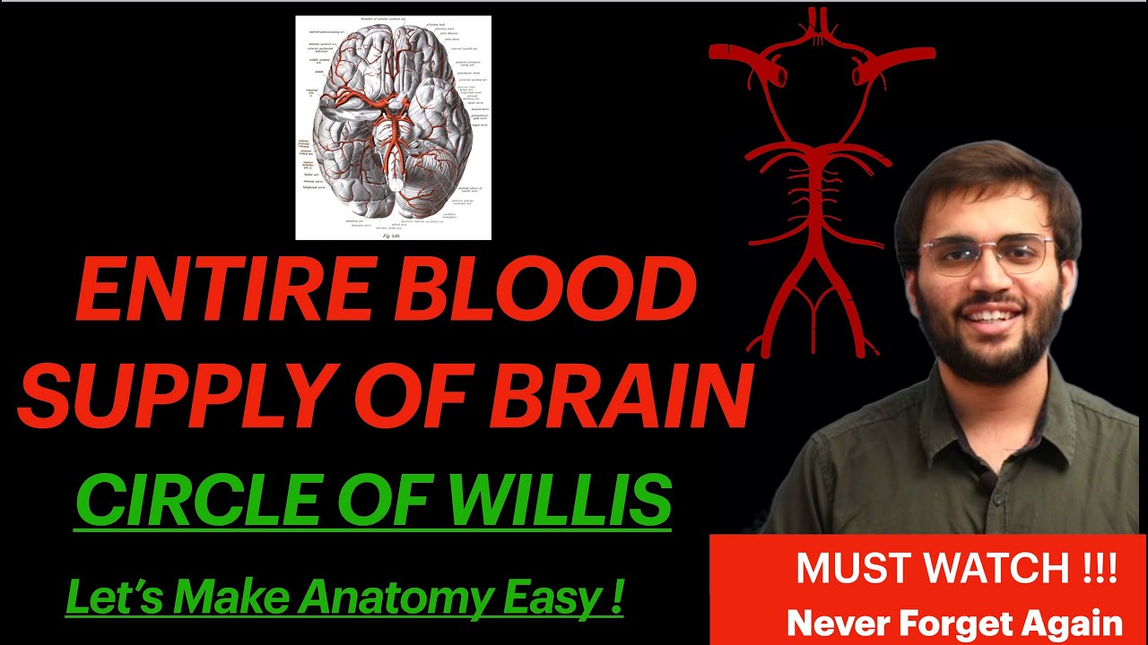 Circle of Willis | Complete Blood Supply of Brain | NeuroAnatomy ...