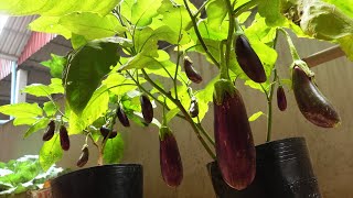 Comment faire pousser des aubergines dans des pots - de la graine à la récolte