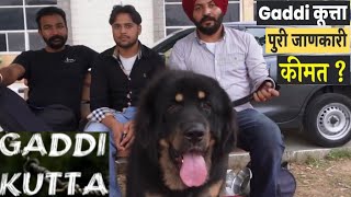 Sardar ji के Tibetan Mastiffs 🐶🐕 देखो शेर 🦁 जैसा Dog 😱😱 by Bhola Shola 537 views 13 days ago 5 minutes, 1 second