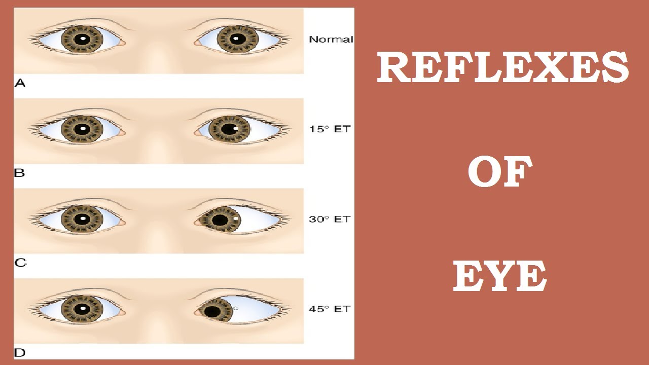 Reflexes of Eye (Physiology) Info Hub - YouTube