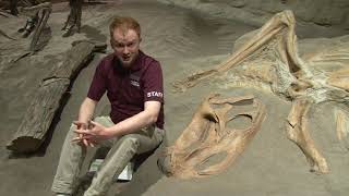 Cretaceous Q&A: 'Why do we find so many dinosaurs in Alberta?'