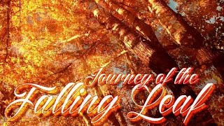 RELAX IN NATURE /🍃/ Journey of the Falling Leaf (native american flute and bodhran) with Prosad screenshot 5