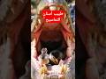 هل تساءلتم يوما لماذا لا تأكل التماسيح طائر الزقزاق معلومات اكسبلور غرائب حيوانات تمساح تنظيف