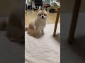 マジですごいから最後まで見て#最後