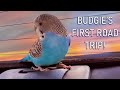 My Budgie's First Road Trip!!